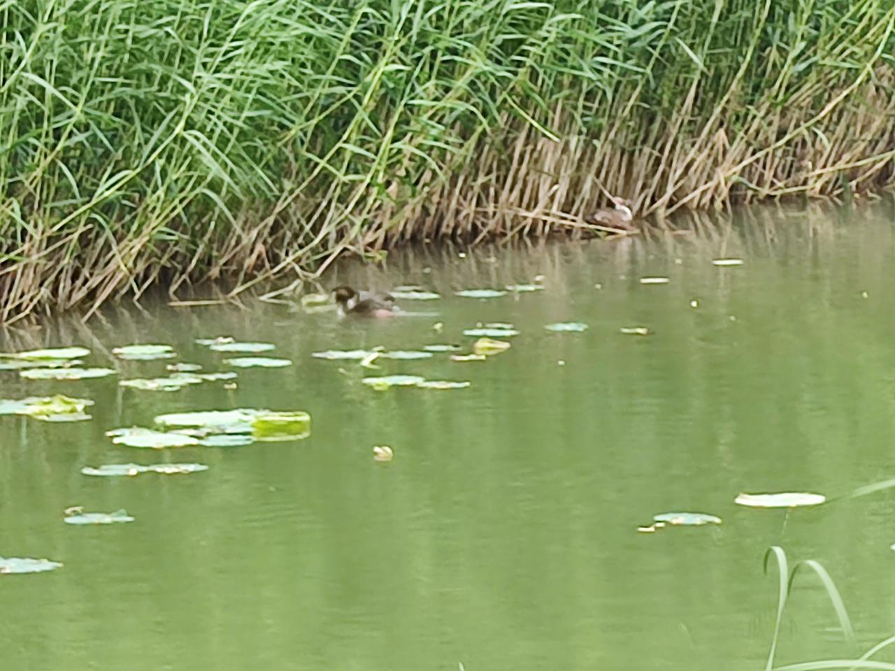 丁香湖夏日景色一观
    沈阳丁香湖公园，位于于洪区丁香湖路，是沈阳最大人工湖