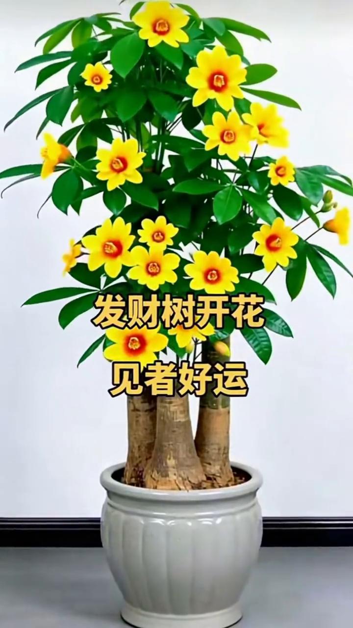 发财树开花，见者好运。