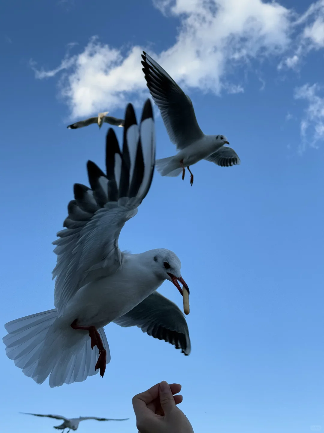 龙龛码头的海鸥没有边界感！