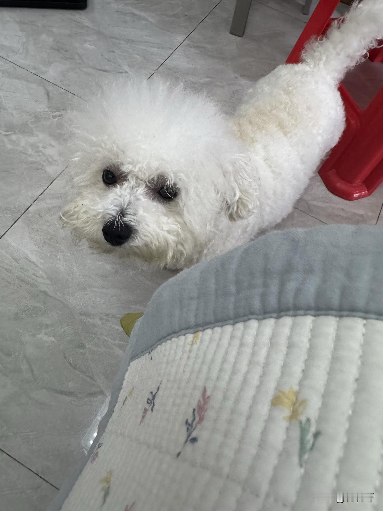 我家小比熊真是对“走”这个字着魔了。每次我一穿衣服，它立马就不玩玩具，也顾不上吃