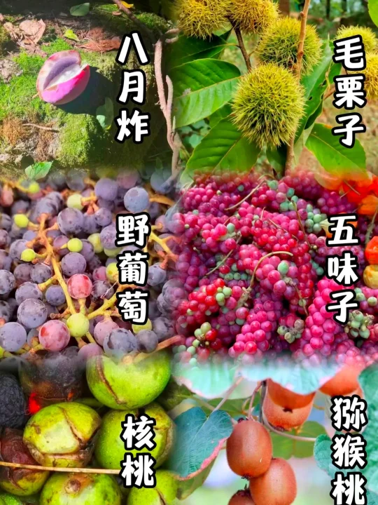 西安周边🍂秋日野果采摘+轻徒合集！