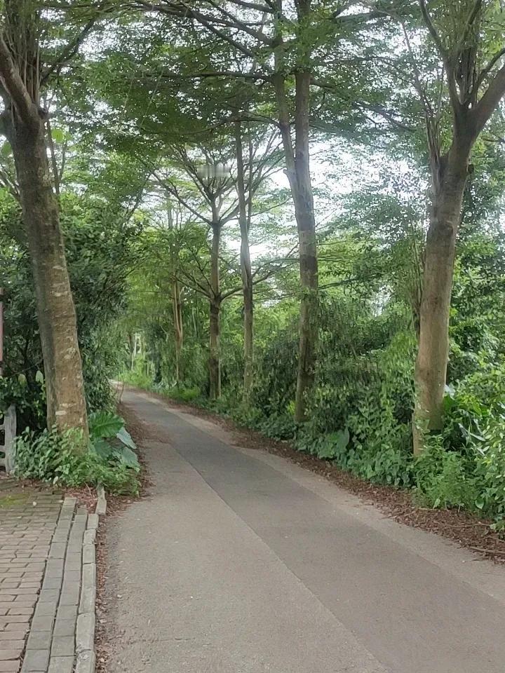 上周下班绕了两公里的路，专门走那条临着河的老步道。
六点多的太阳斜斜擦着梧桐叶，