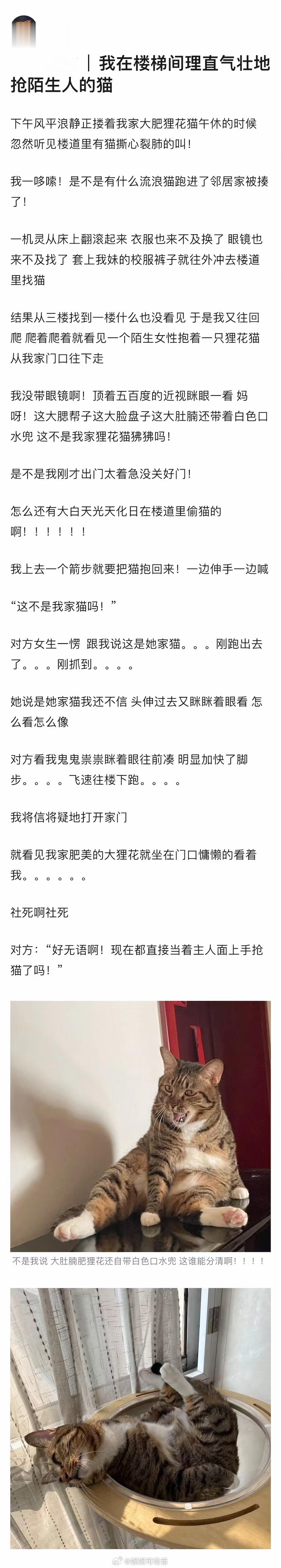 哈哈哈哈，现在抢猫都这么肆无忌惮了么[笑cry]#认错猫引发的社死# ​​​