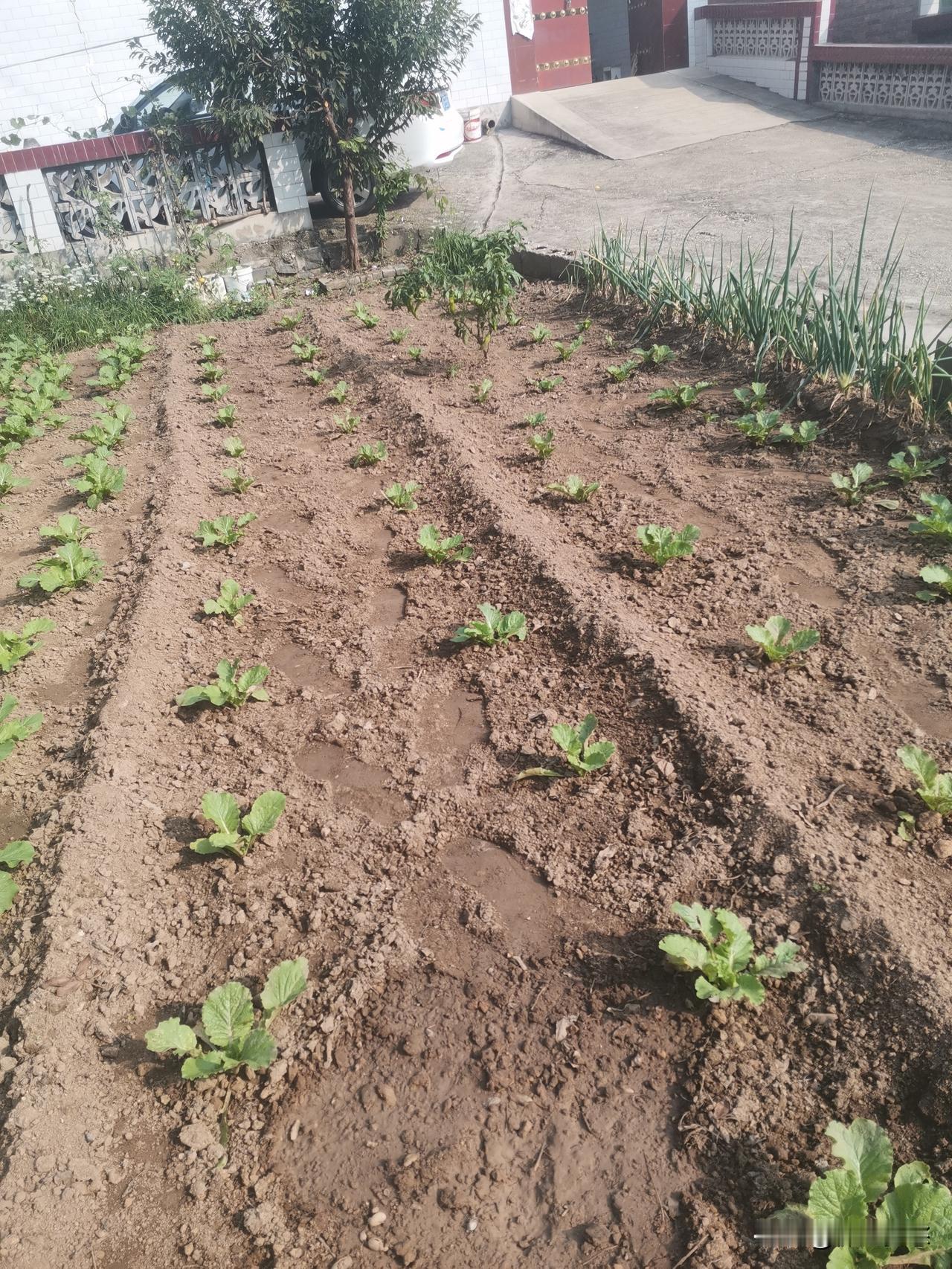 当保定阜平白菜还是小苗的时候，临近涞源县的张家口蔚县的白菜都开始丰收装车了，草沟