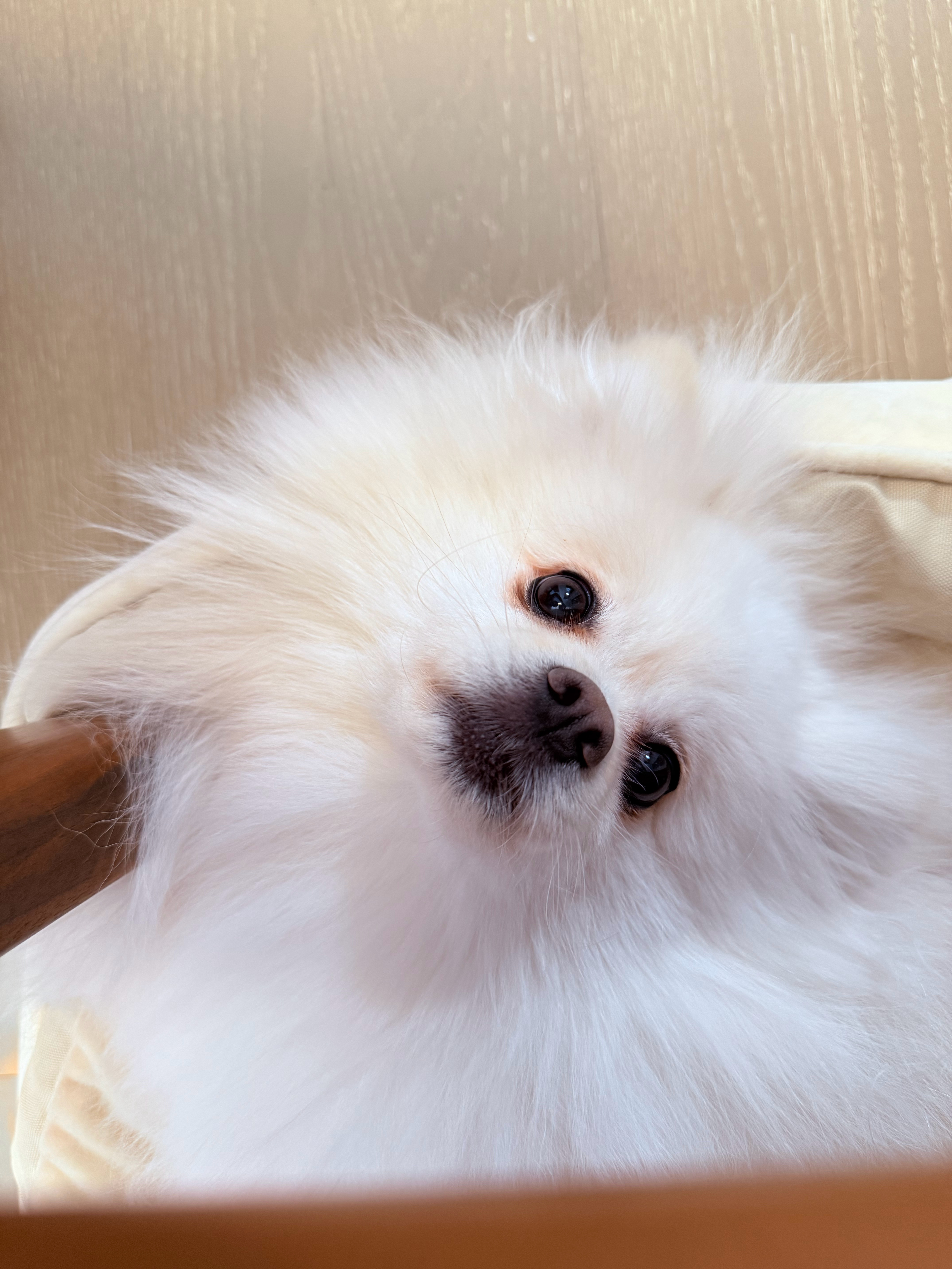 就这样散发萌萌魅力！ 