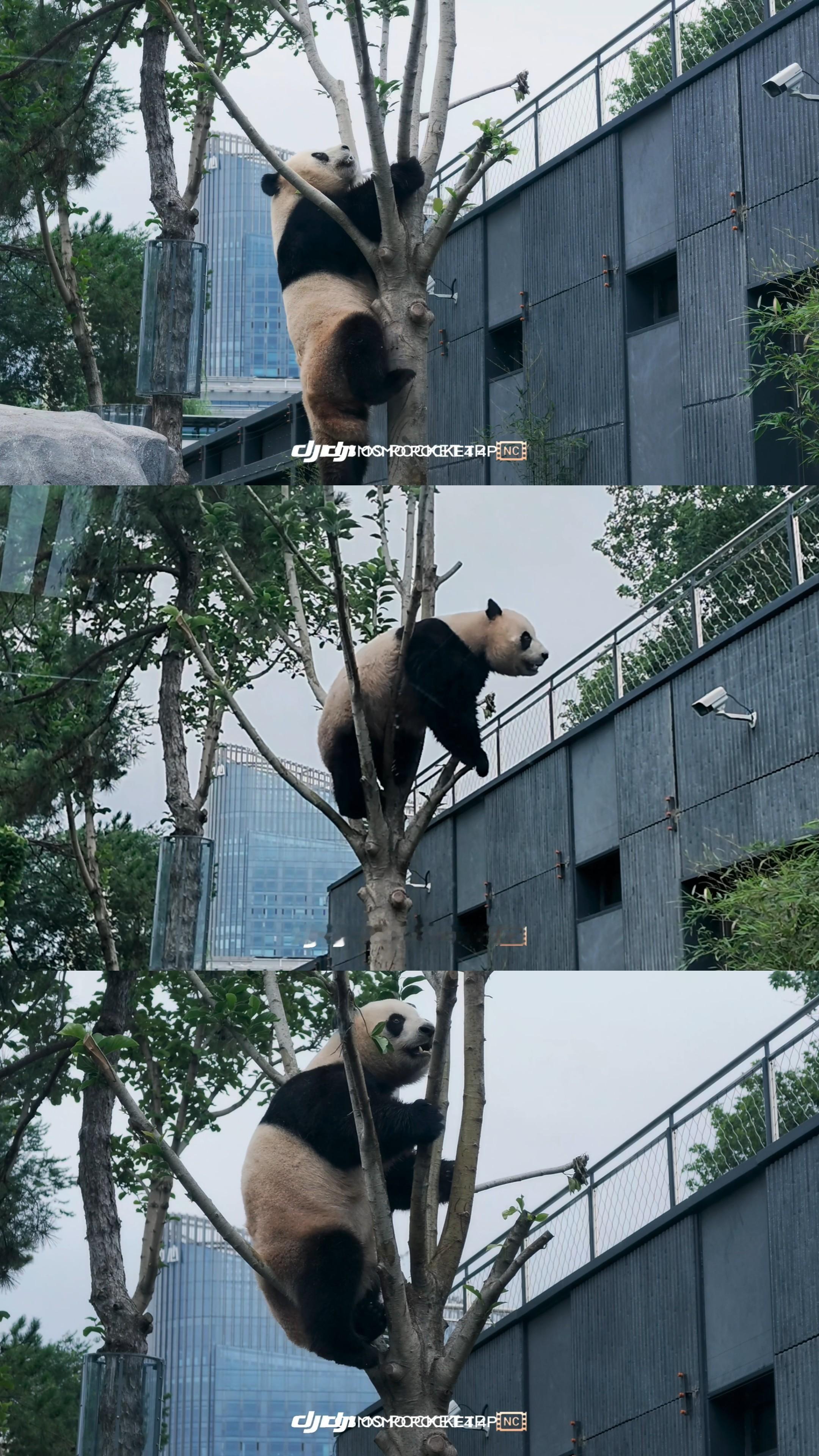 萌萌哒小笨猪看动物 大熊猫吉年 北京·北京动物园