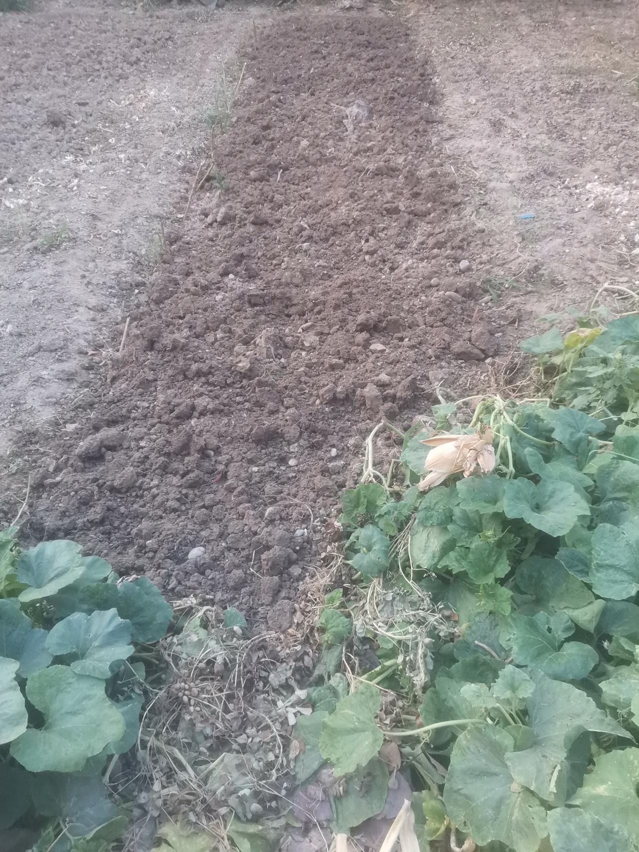 早晨五点半起来，挖了一块菜地，六点半挖完。
然后摘院子里晒的花生。花生里面有许多