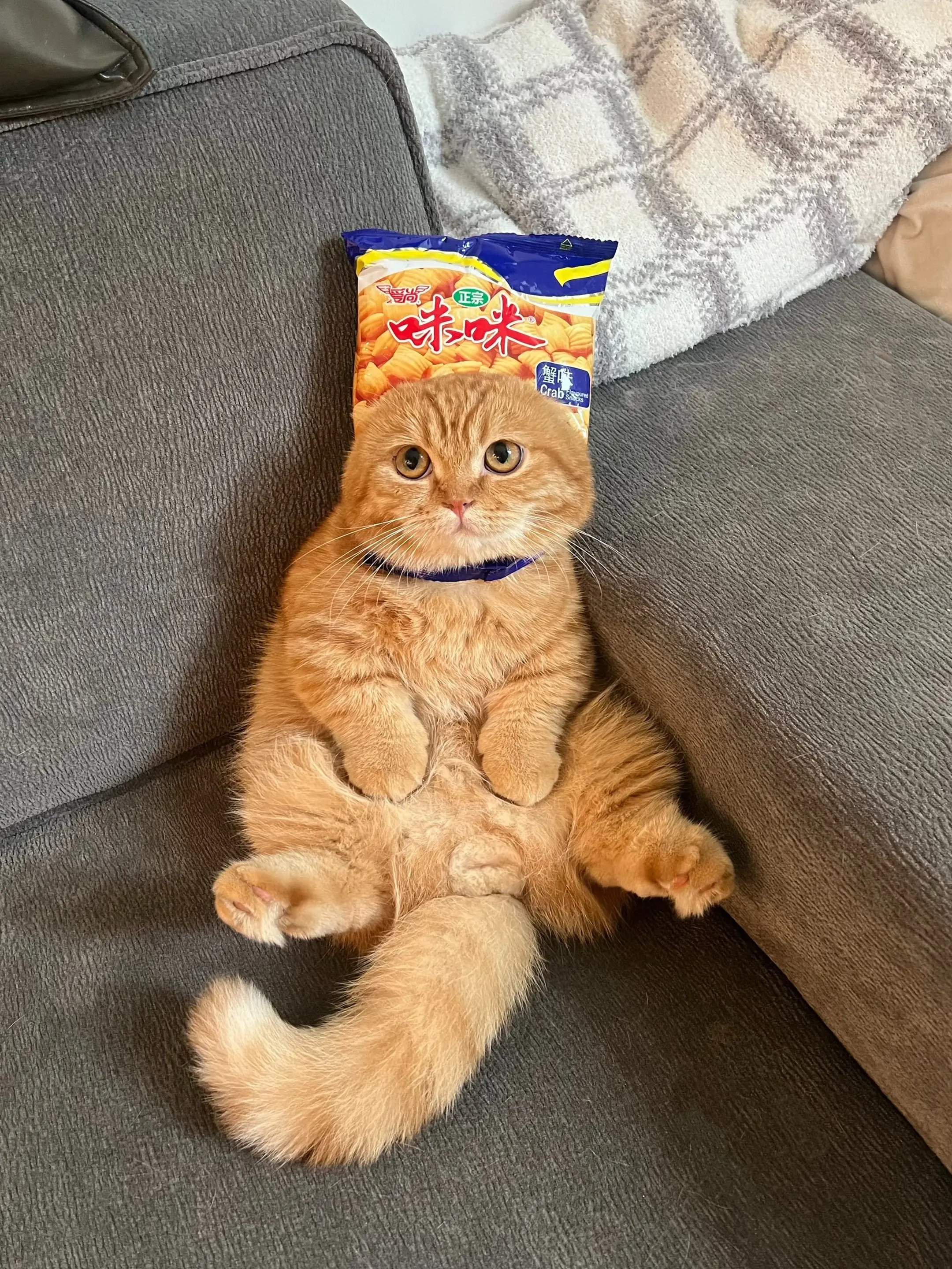 请叫我咪咪！你爱吃哪个口味的？猫咪日常