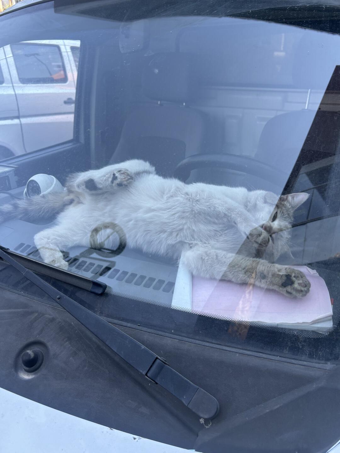 遇到一只在车里就会翻肚皮的公猫
