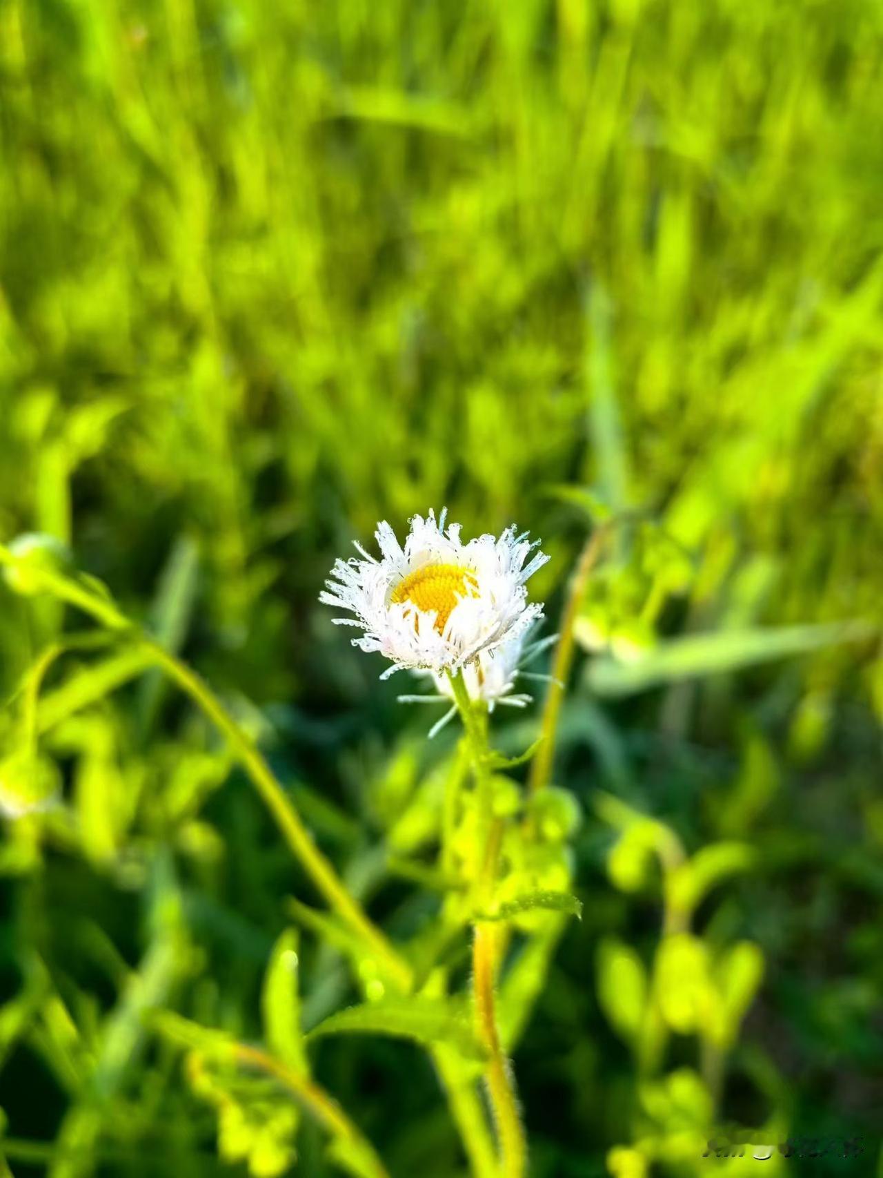 回头看

王花花来的时候，我和王叉叉已经都喝了一瓶啤酒了。
王花花手里拎着一瓶道