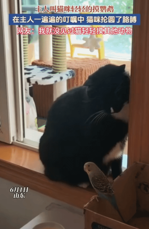 “笑不活了！”山东，女子让猫咪轻轻摸鹦鹉。没想到，猫咪在她的一遍遍叮嘱中，失去耐