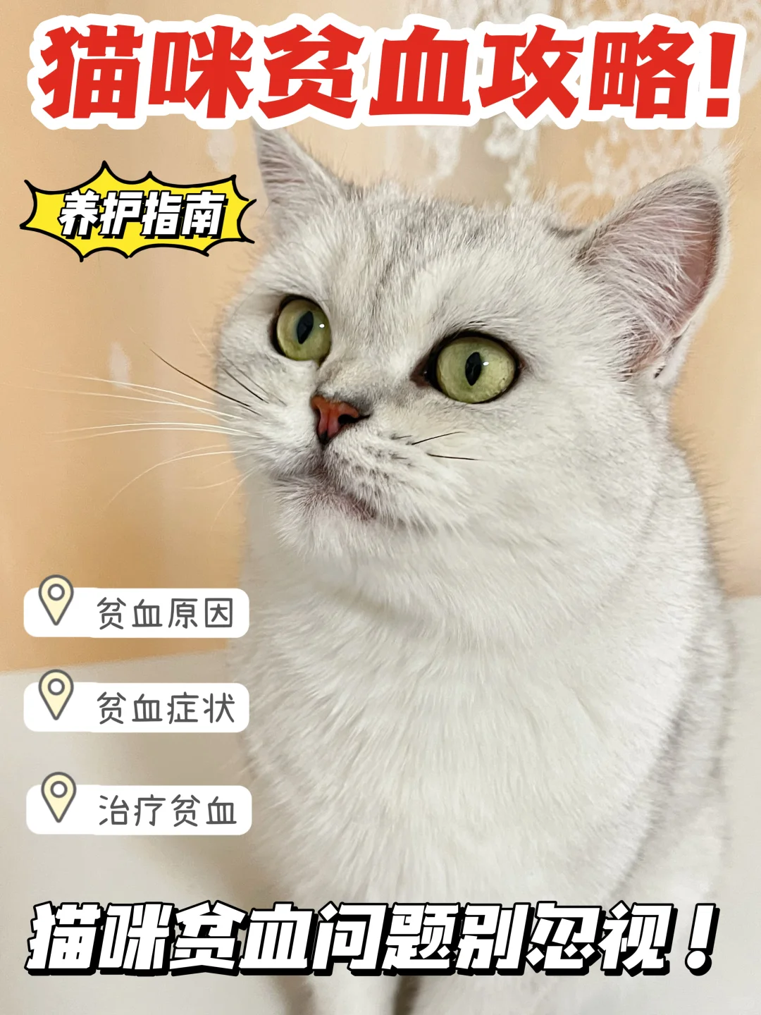 养猫经验分享！一篇了解猫咪贫血知识📝