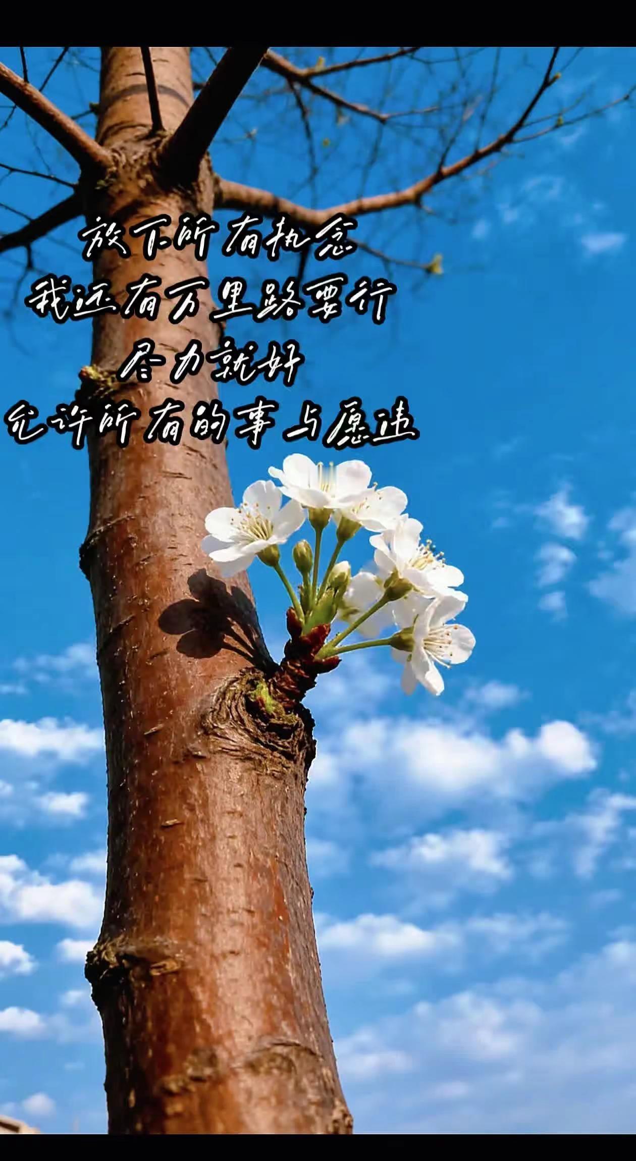 岁月静好并非世界无声而是内心拥有了过滤喧嚣的宁静