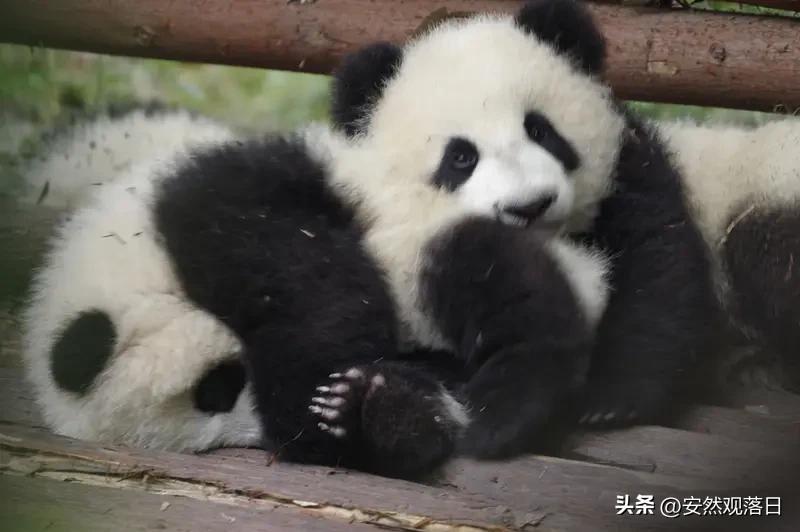 家人们谁懂啊，大熊猫宝宝睡觉居然知道盖肚肚！之前看那些熊猫宝宝视频，小家伙们困了