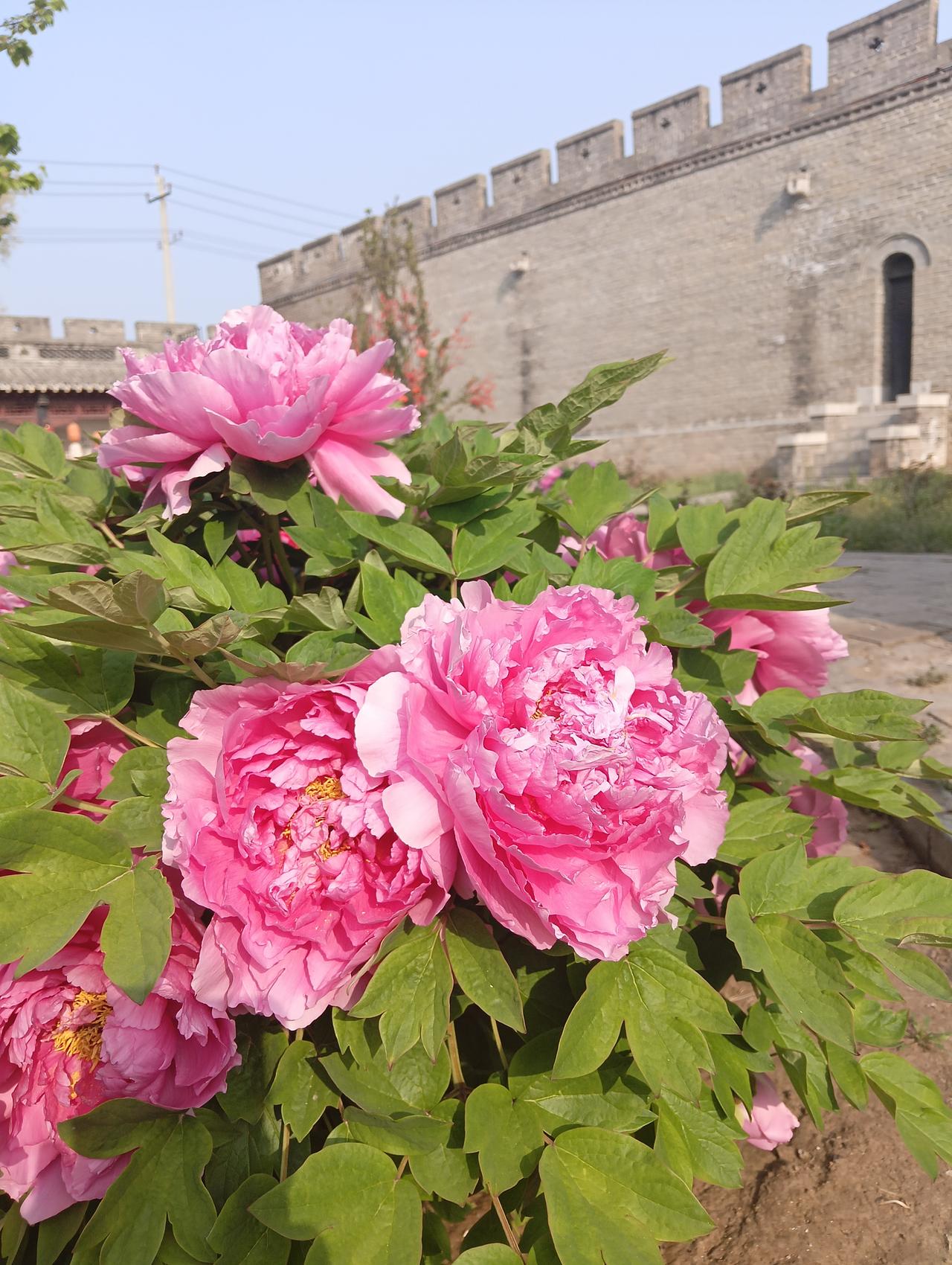 有人说“爱花者必花心”，所以我也不敢喜欢花。好久没到后花园去了，今天早晨进去一看