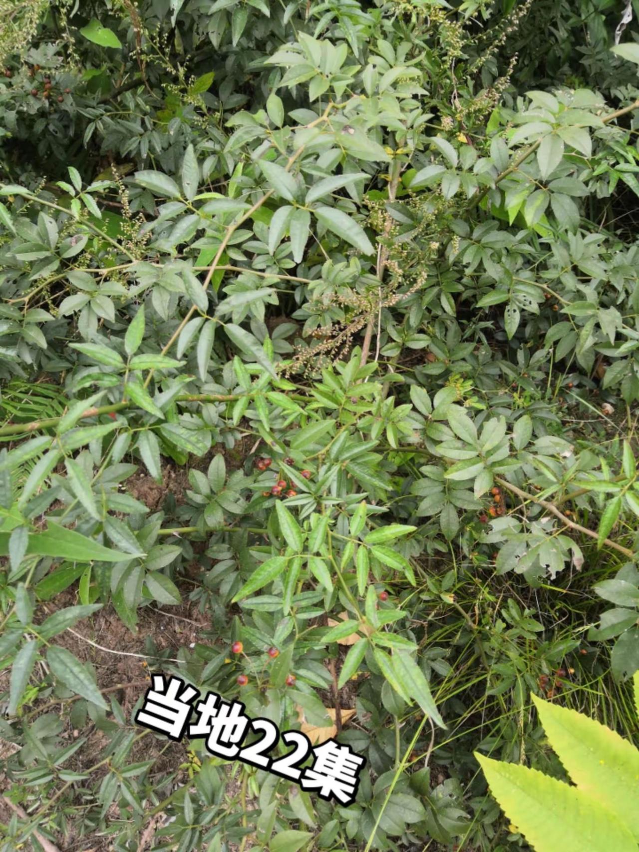 我的乡村生活 日常生活 农村生活日常 记录我的生活 我的农村生活