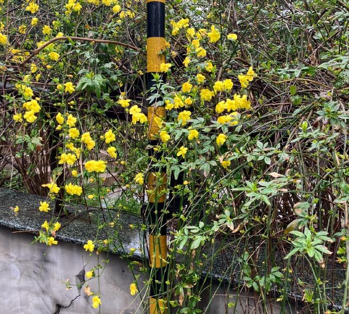 花儿谢了还能再开，可书要是没赶上那版，就真再也买不到了。看着空空的书架，心里那股