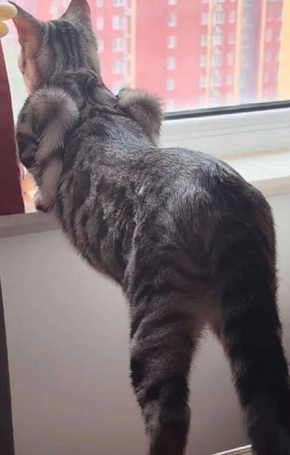 萌宠 健美小猫 