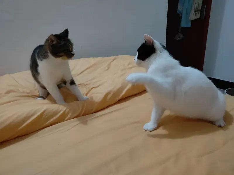 “床头吵架床尾和”，这句婚姻箴言争议不小。有人觉得是自欺欺人。我有个朋友，和老公