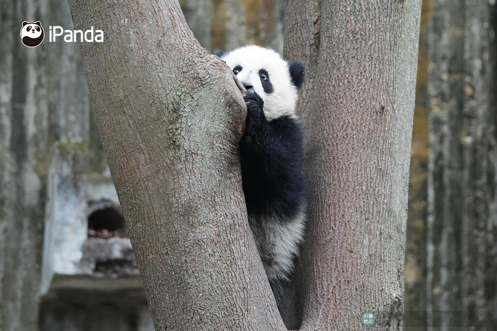 【大熊猫的治愈从早安开始🌟】📒名熊名言：不必步履匆匆，偶尔发呆放空也是顶级放