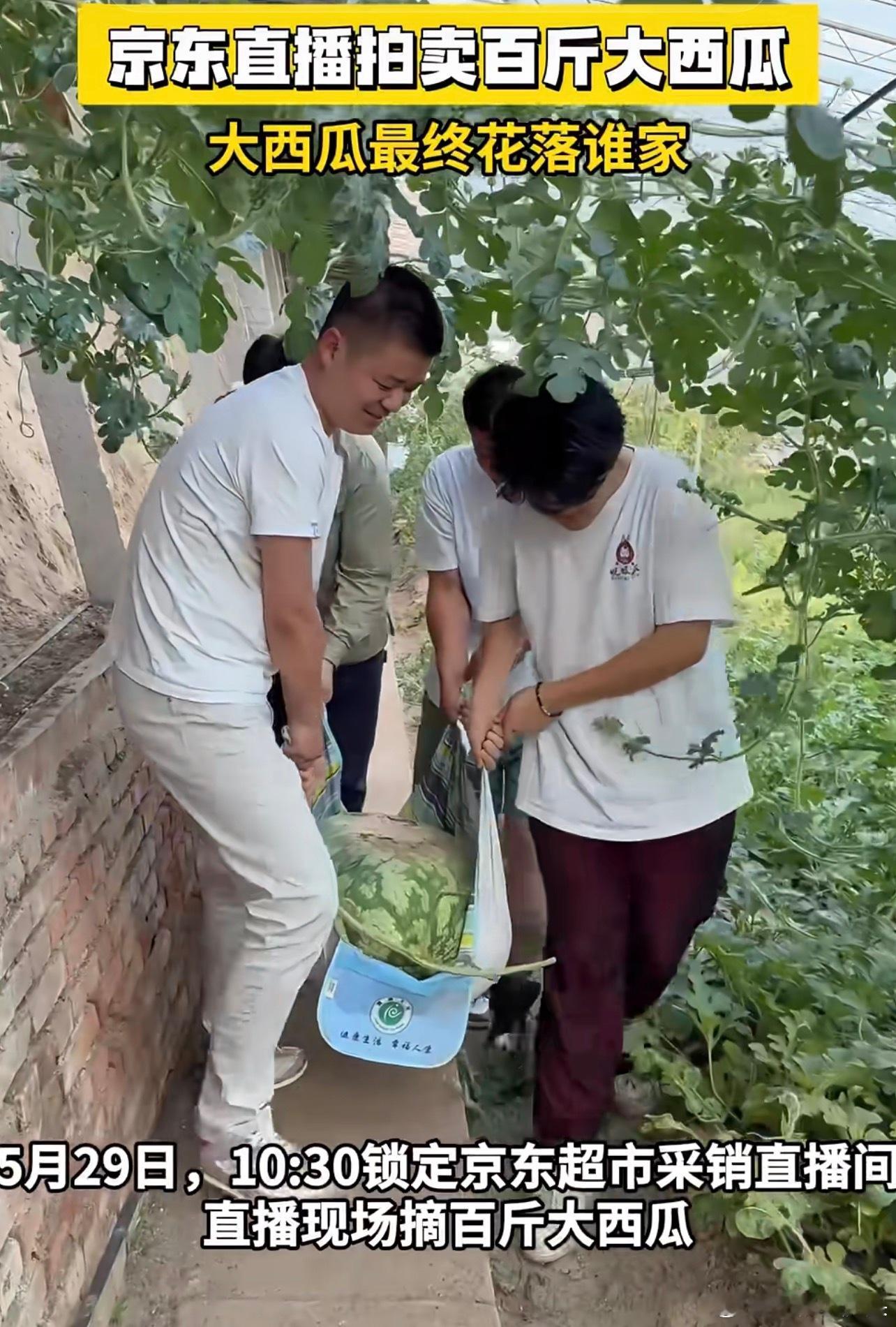 120斤西瓜瓜王拍卖仅617元成交 好大的西瓜啊，拍到的人赚大发了  市价近2万