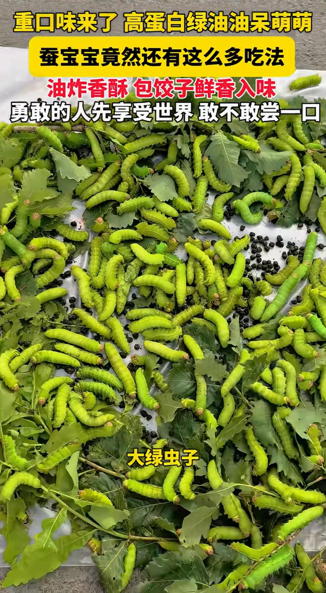 “下得去口吗？”黑龙江，游客在街边看见一大姐摆摊，放了一堆蚕宝宝，就问这是卖啥的