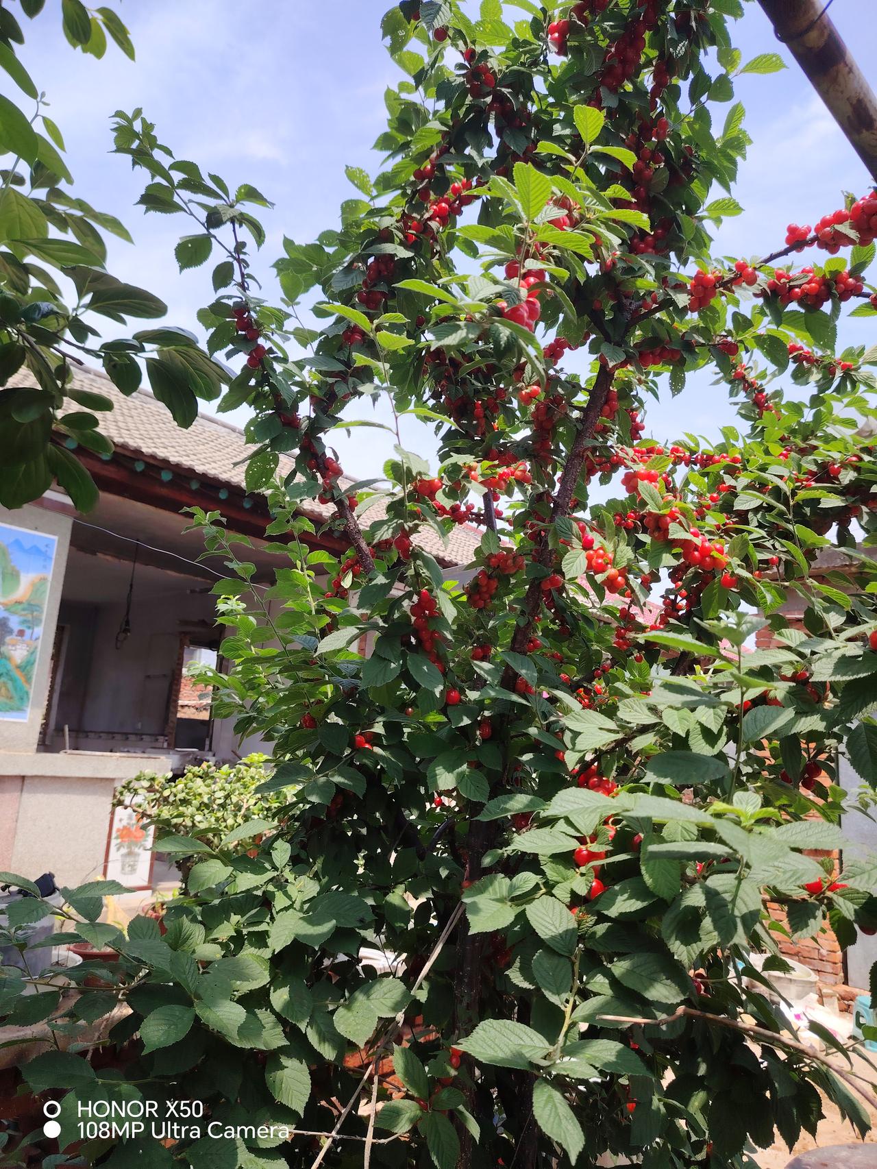 樱桃红，采摘乐，夏日好时光！🍒🌞