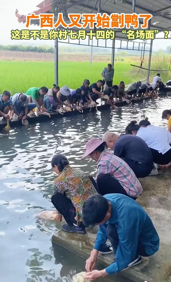 今天又是个好日子（农历七月十四），没有一只鸭子能飞出广西。
传说去世的祖先在中元