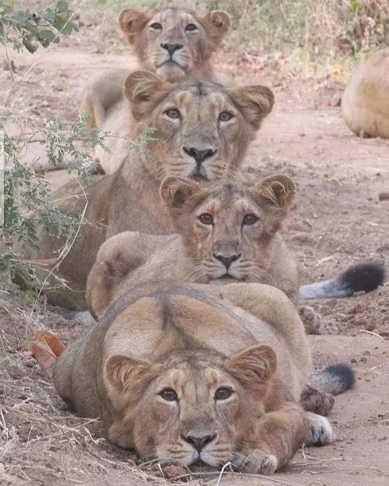 复制粘贴的亚洲狮一家。