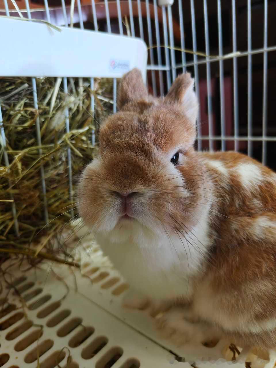 15292🐇【】（说了一些兔的好话） ​​​