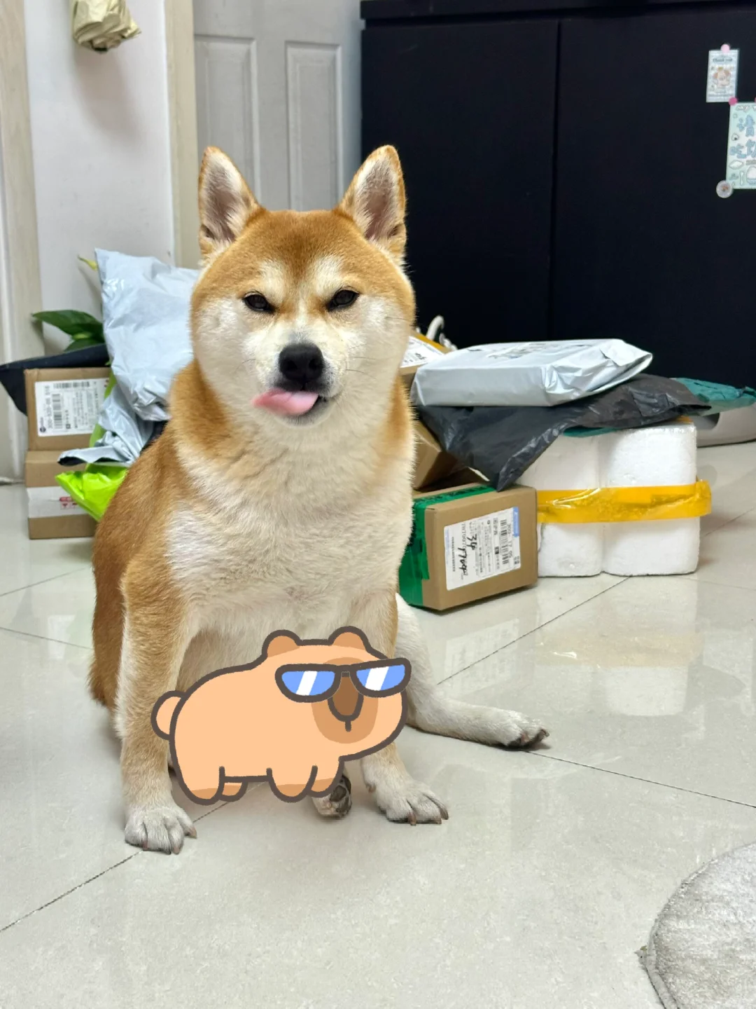 我很少用猥琐来形容一只狗