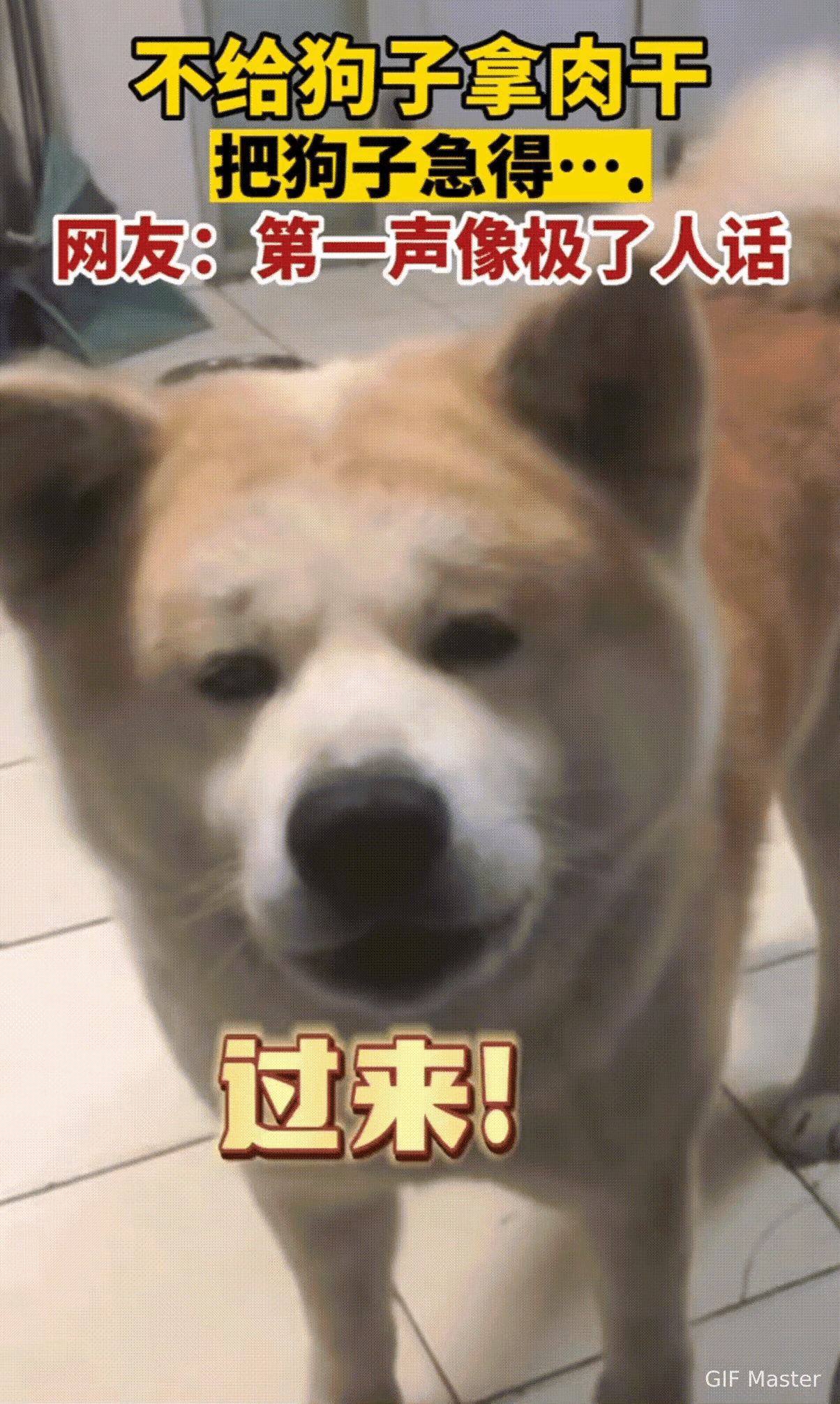 笑不活了家人们！
       北京这只狗子算是把“反向驯化人类”玩明白了，主人