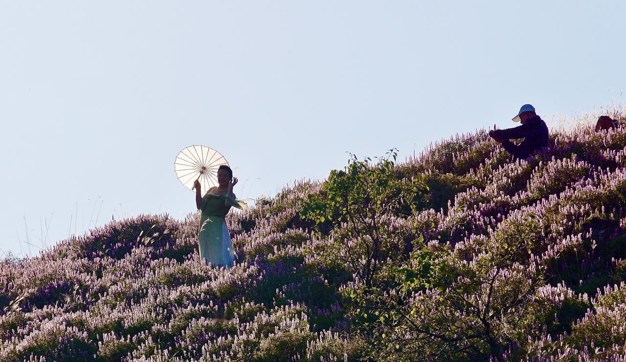 紫霞映山岗，芳草遍野香。