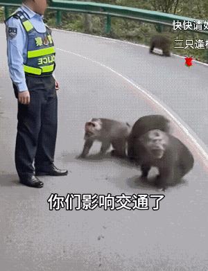 这猴子挺横啊！申请六个紧箍咒，一个猴头扎两个，不然管不住！[呲牙]