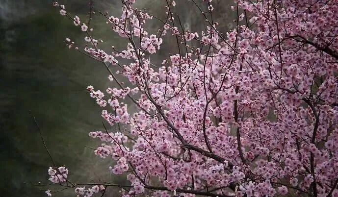 春日生活打卡季其实写头条挺好的，除了每天得写几百字之外，还要学着去拍照，拍各种各