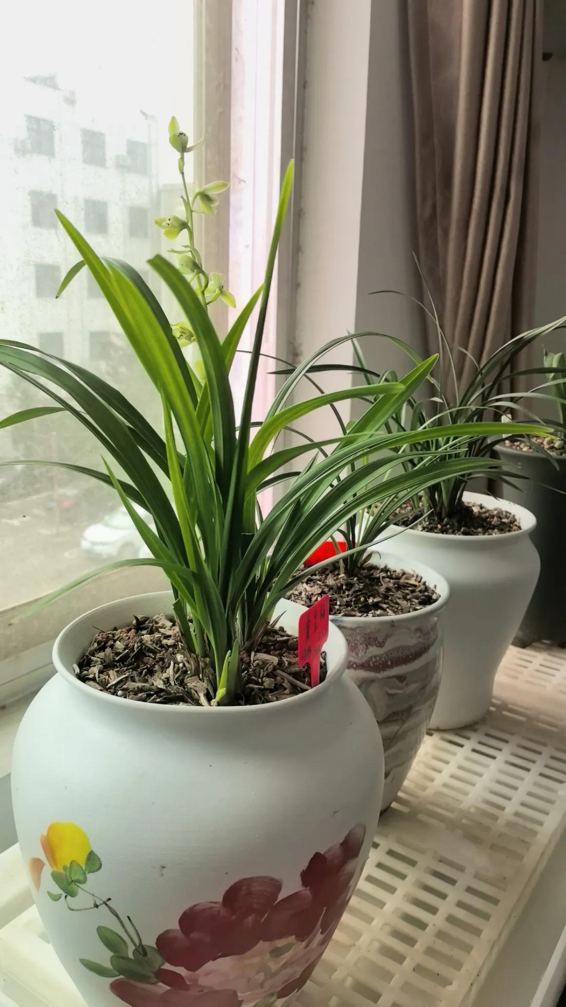 晒晒你家阳台上的绿植夏皇梅，今年第一趟来花，有点晚，不过，花杆比较粗，在阳光直射