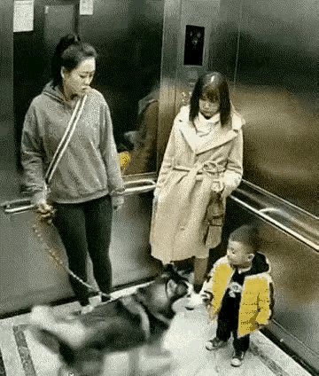 不是说这种狗
很傻很温顺吗
[笑哭][笑哭][笑哭][笑哭][笑哭][笑哭]