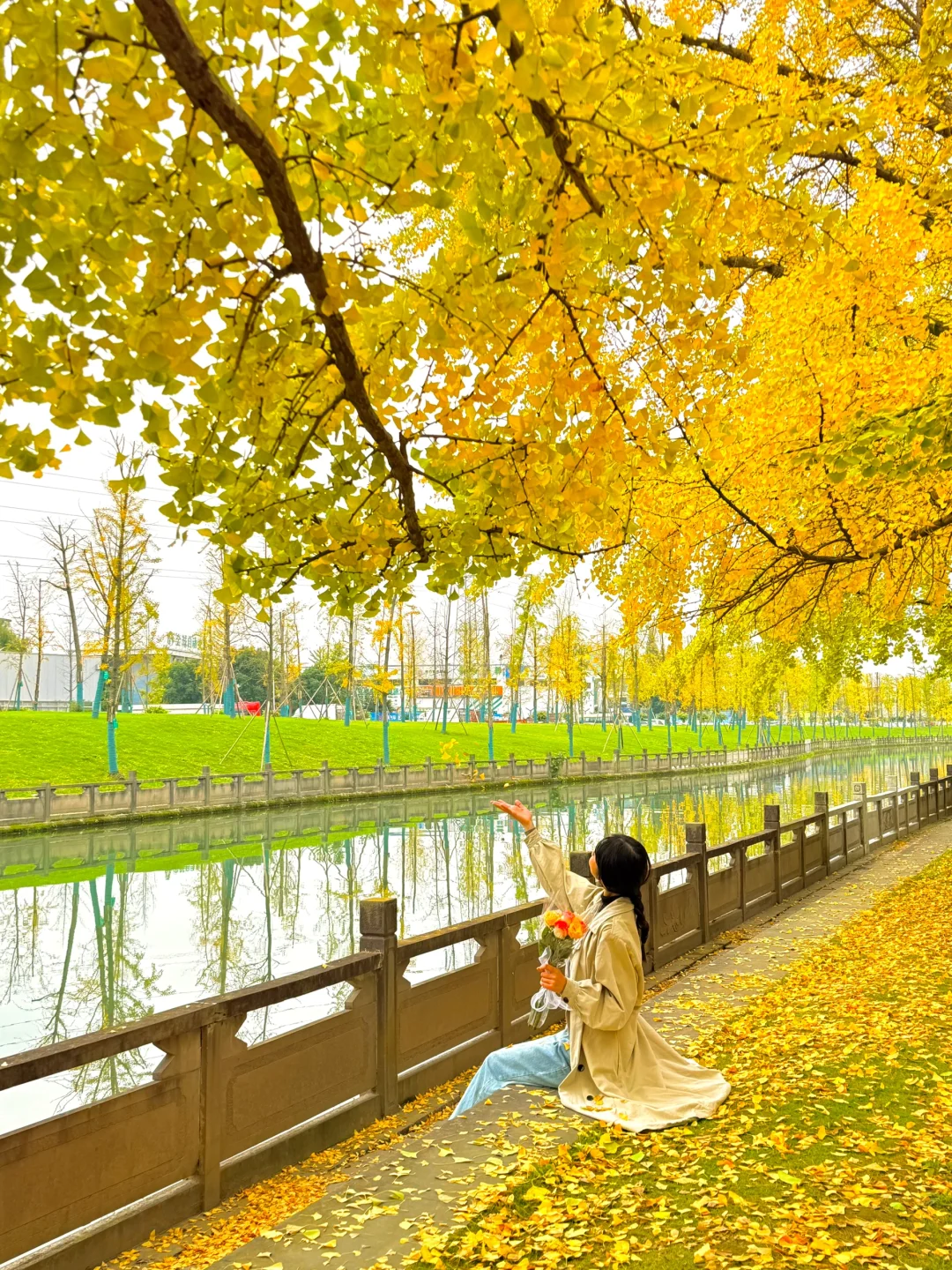 成都市区！！地铁直达！！银杏长廊太美了……