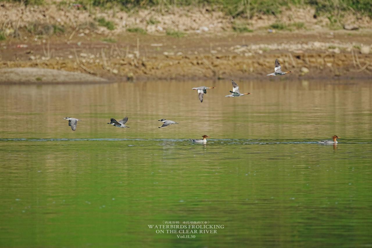 《水鸟群戏清江水》
此标题以白描手法勾勒生态图景，“群戏”为核心传神之笔——既写