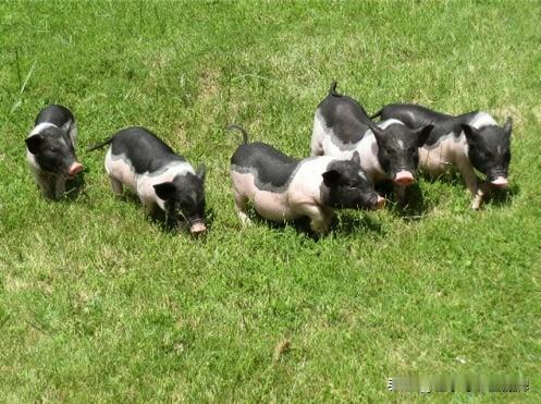 【36亿！从深山土猪到国宝品牌，陆川猪凭什么？】
在广西陆川，生活着中国八大名猪