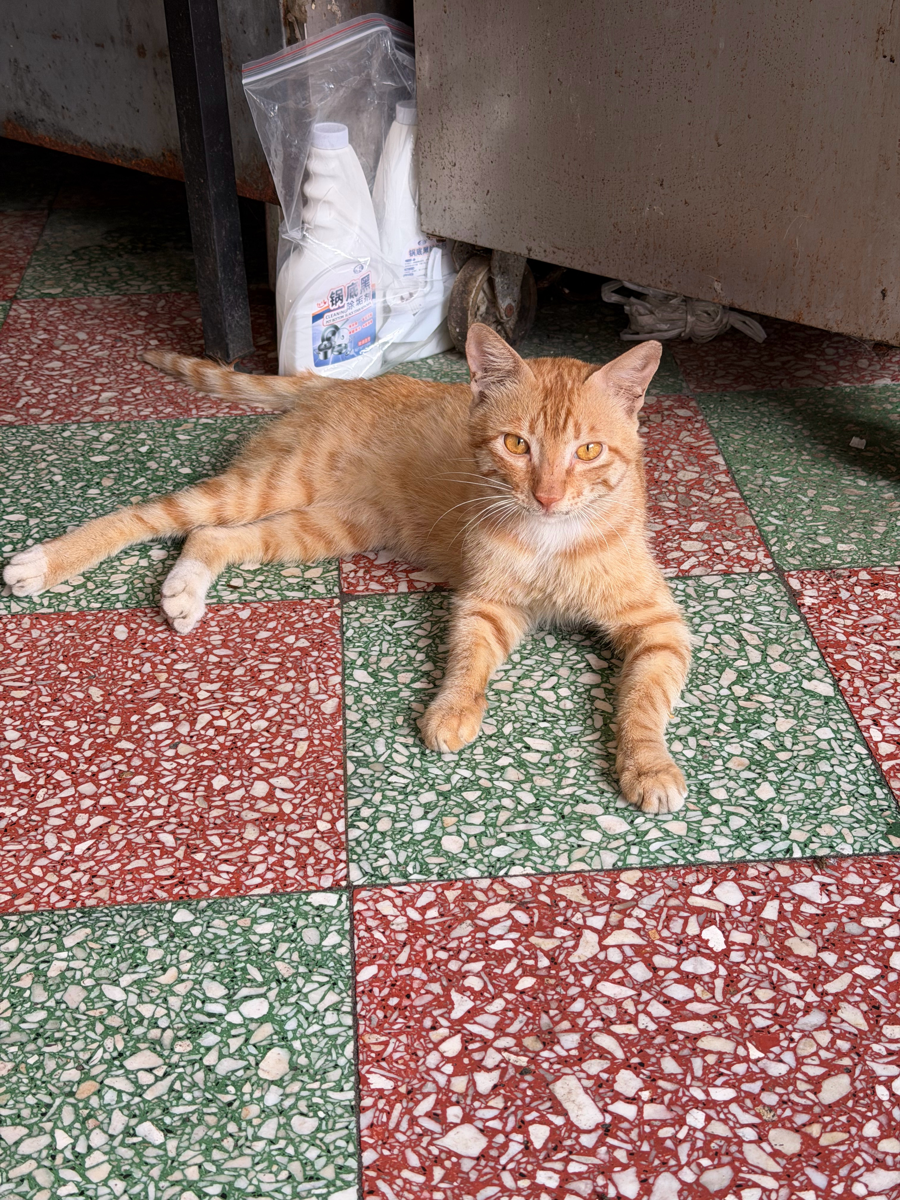 咪咪🐈 
