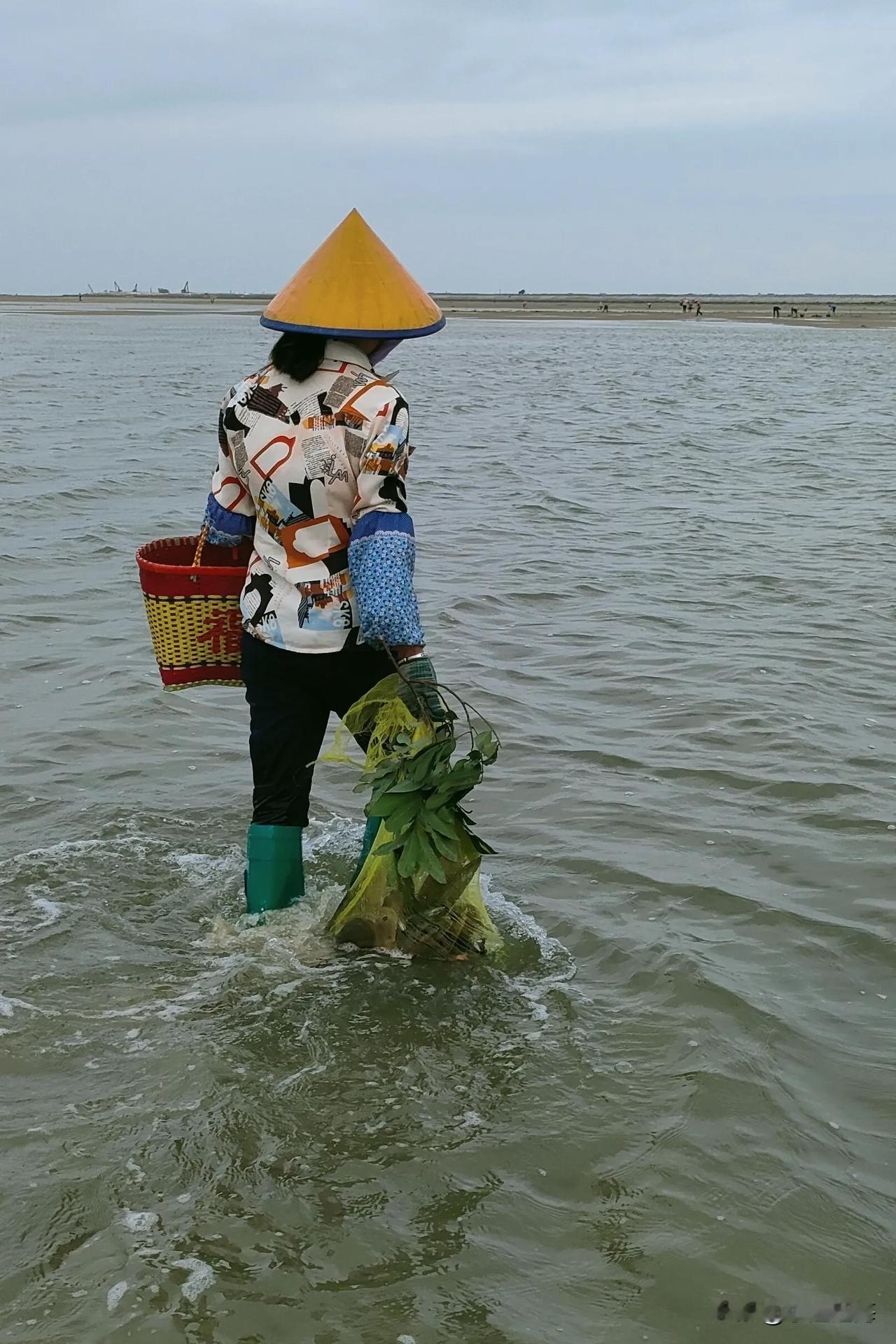 夏天，小渔赶海来到牵牛沙，发现遍地大虾，简直抓不完，收获杠杠的分享赶海日常 体验