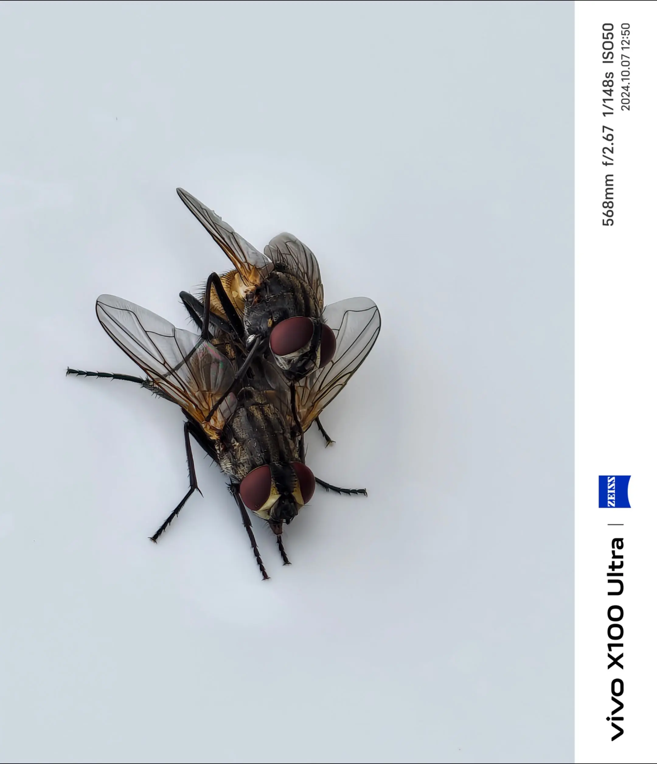 昆虫世界 奇趣自然