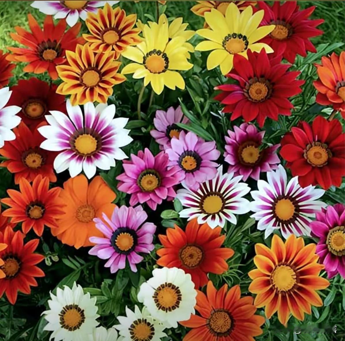 菊花是四大君子之一，菊花千娇百媚，五彩缤纷，秀丽淡雅，鲜艳夺目，千姿百态，傲霜怒