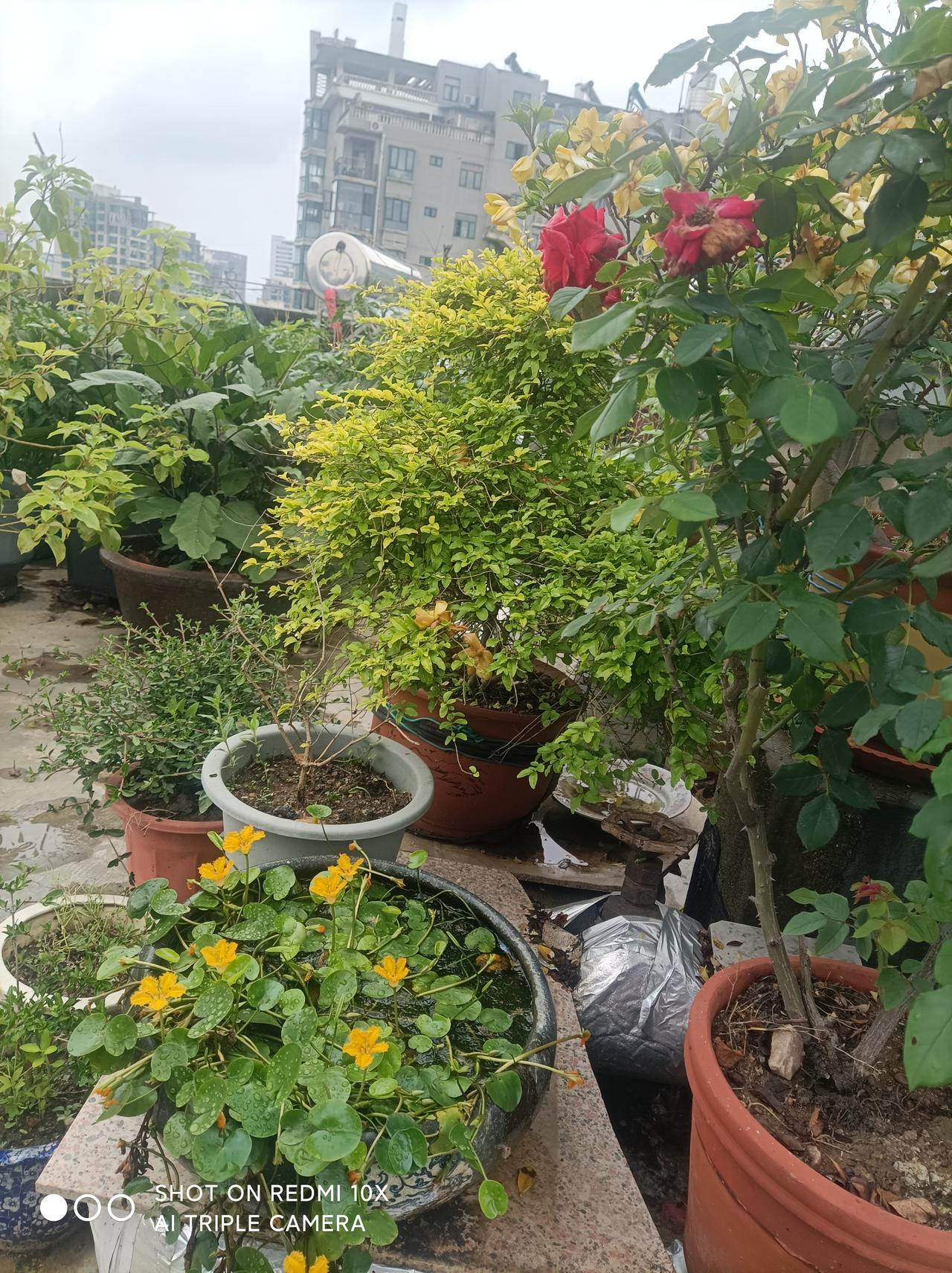 我的生活模式一一
人，老了的生活情趣，靠打造、靠调节、靠爱好、靠兴趣、靠修养！