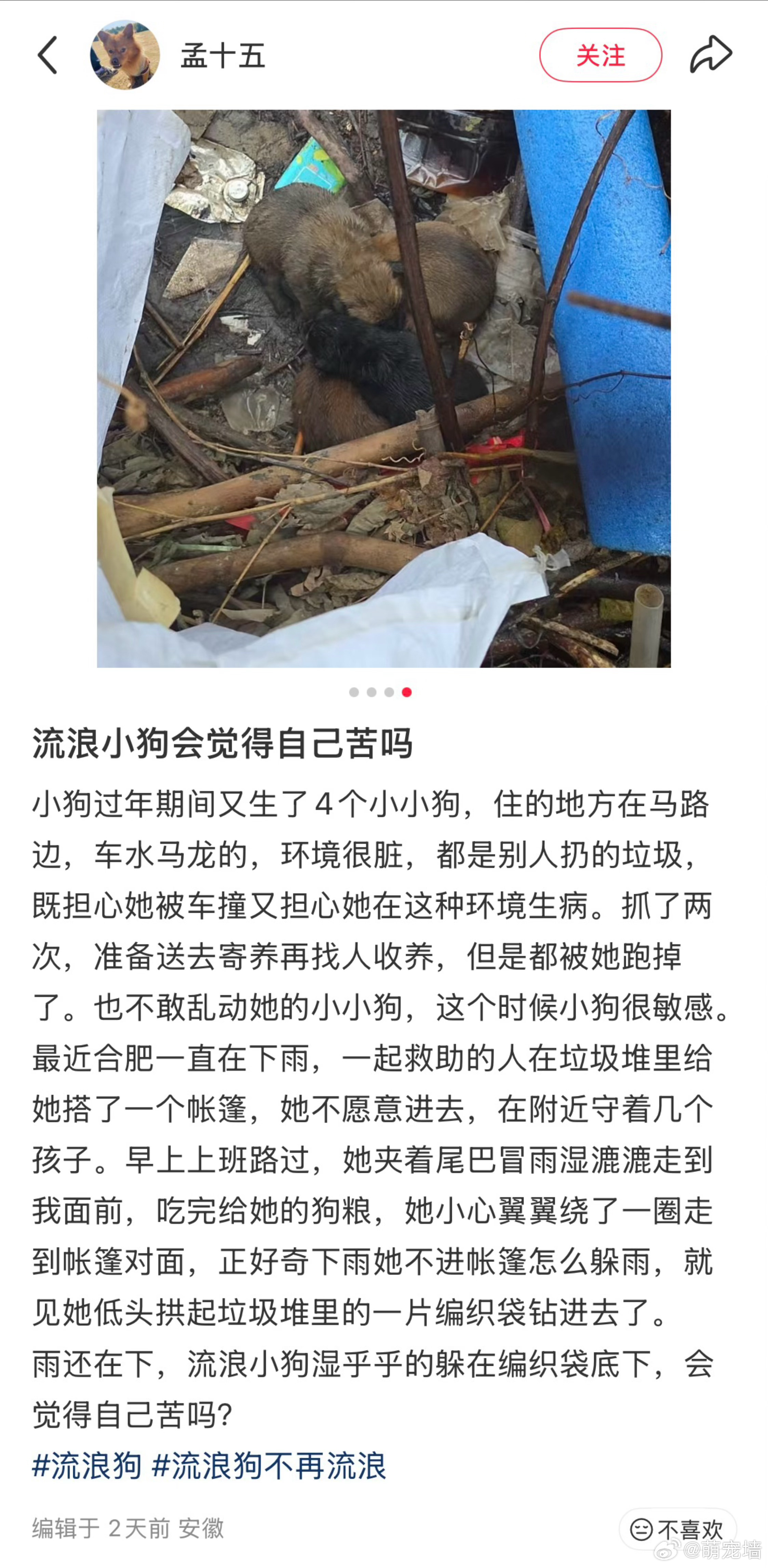 原来流浪小狗也会觉得自己苦 