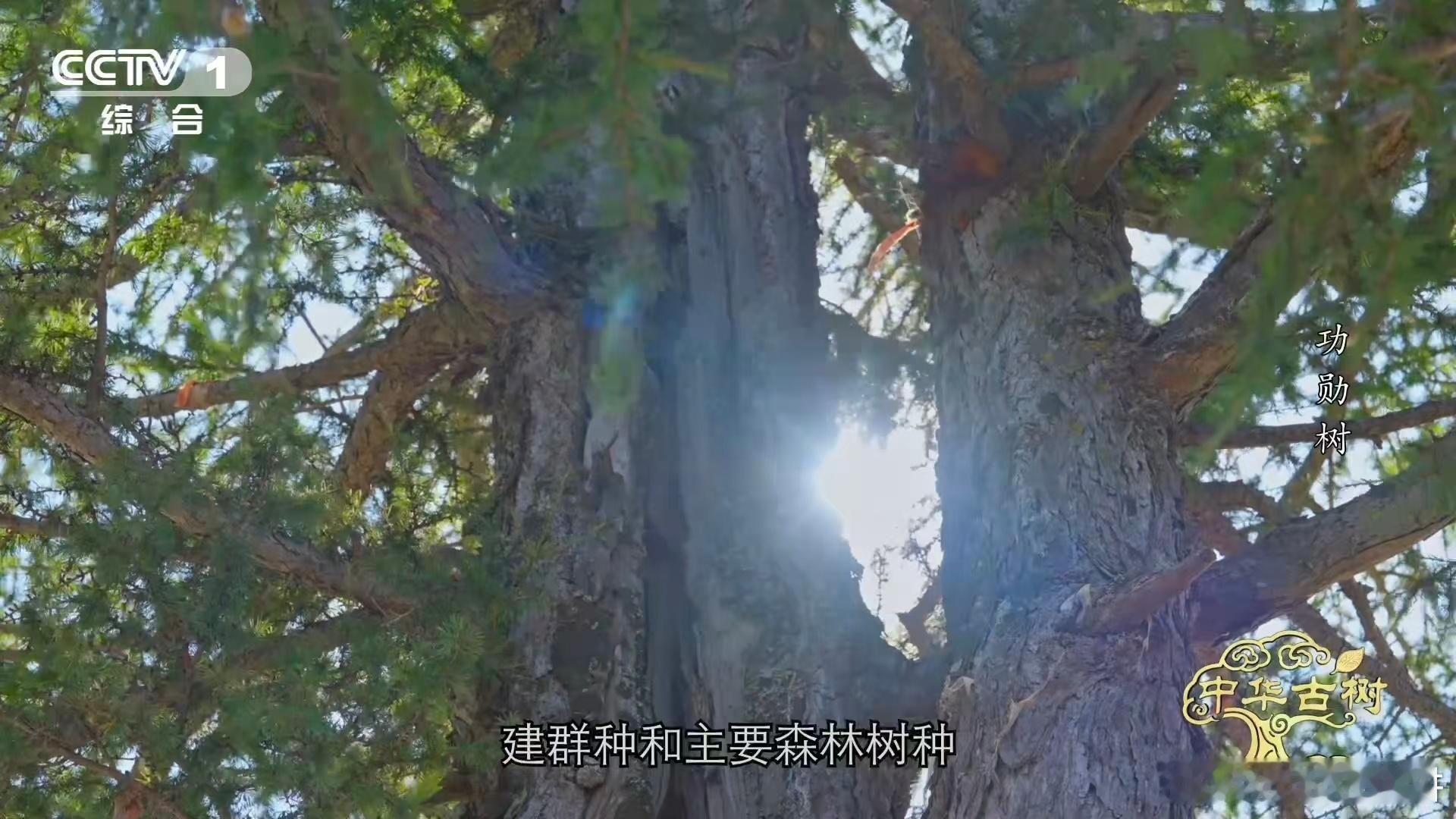 140岁落叶松救活一片荒漠 1961年塞罕坝荒漠无垠，造林希望渺茫。一株140岁