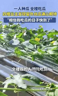 “意外的惊喜！”江苏连云港，一男子晾衣服时，发现窗户外长满了绿叶，走近一看发现是