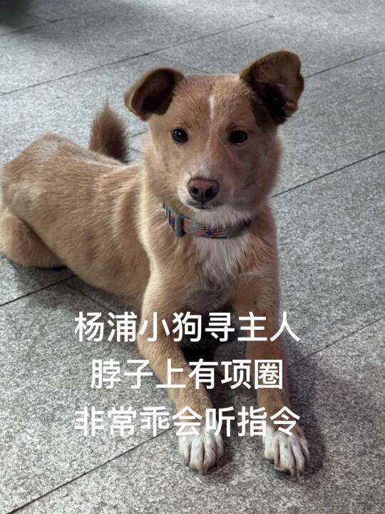 杨浦区小狗寻主人