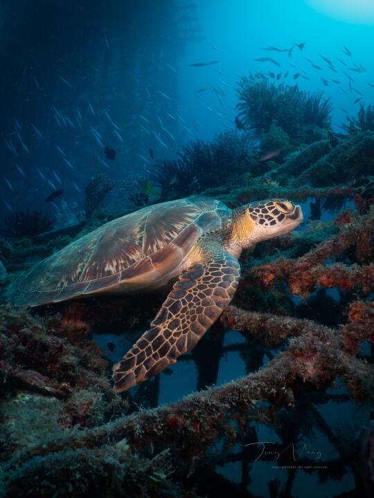 遇见二十只海龟之后，这是我最喜欢的一张